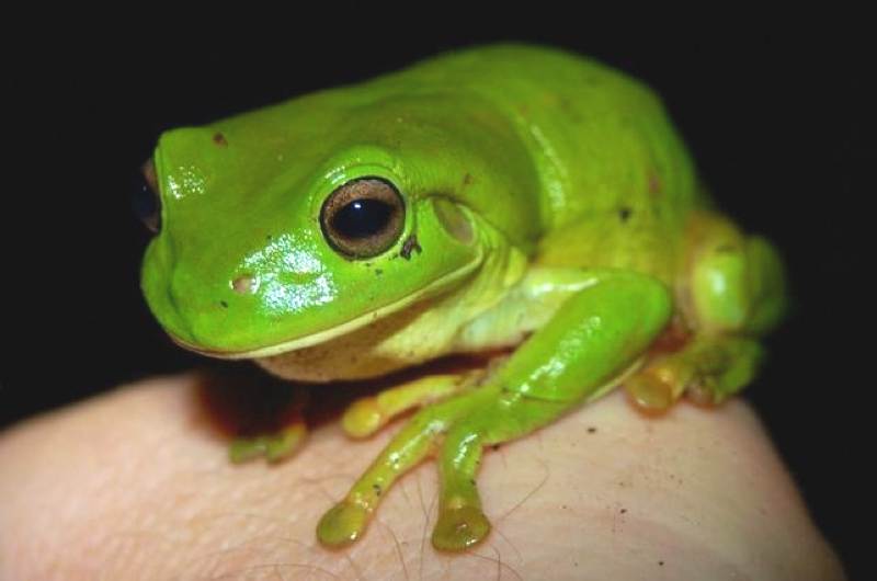 green frog