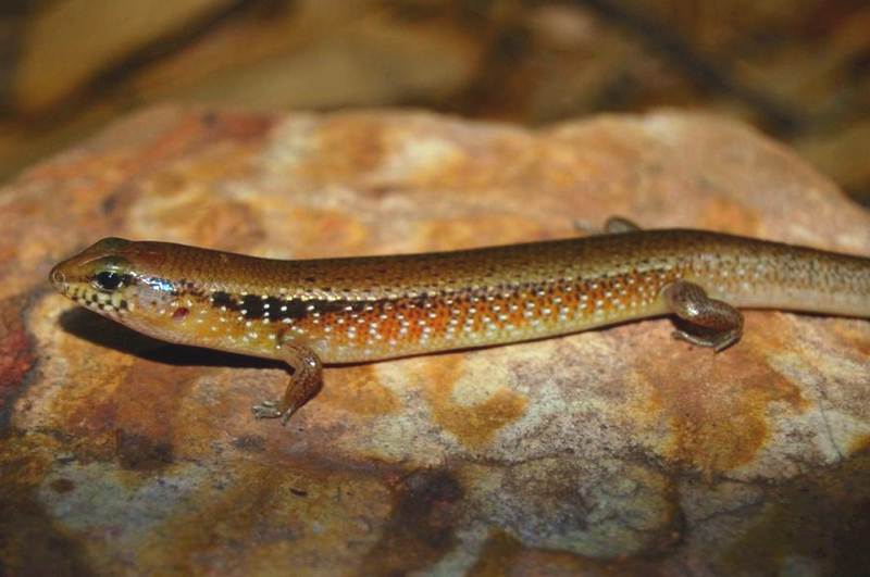 bar-lipped skink