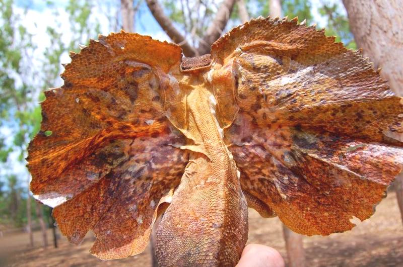 frilled lizard