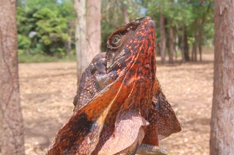 frilled lizard