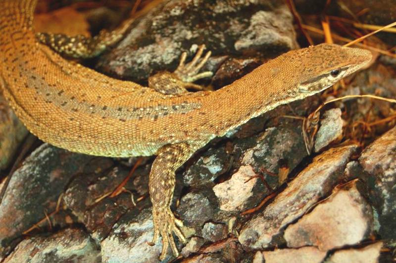 Yellow throat spiny tailed monitor, Varanus
                baritji