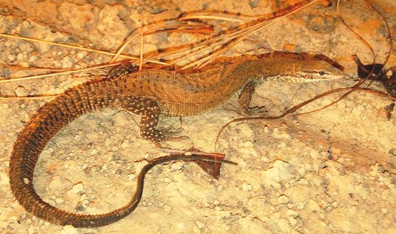 Yellow throat spiny tailed monitor, Varanus
                baritji