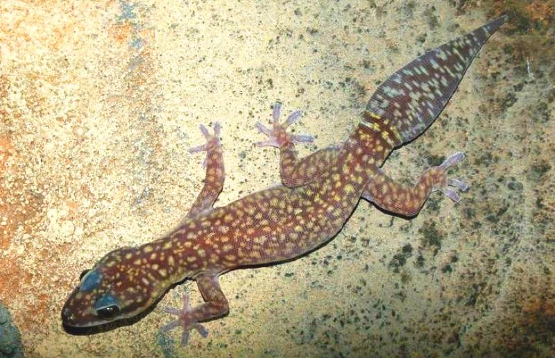 Jeweled velvet gecko (Oedura gemmata)