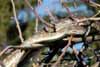 bredli in tree