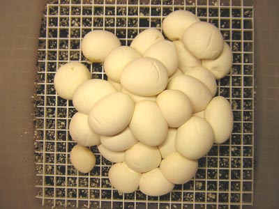 Jaguar carpet python eggs