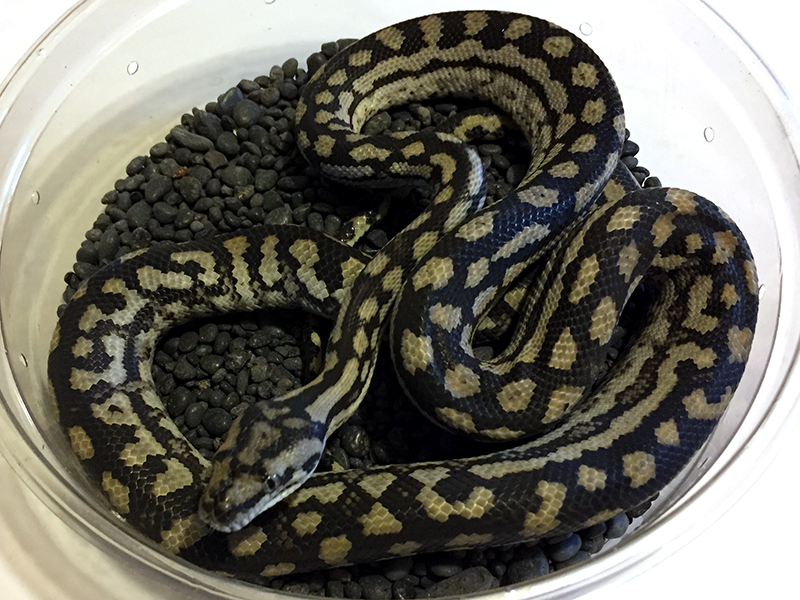 Inland carpet python