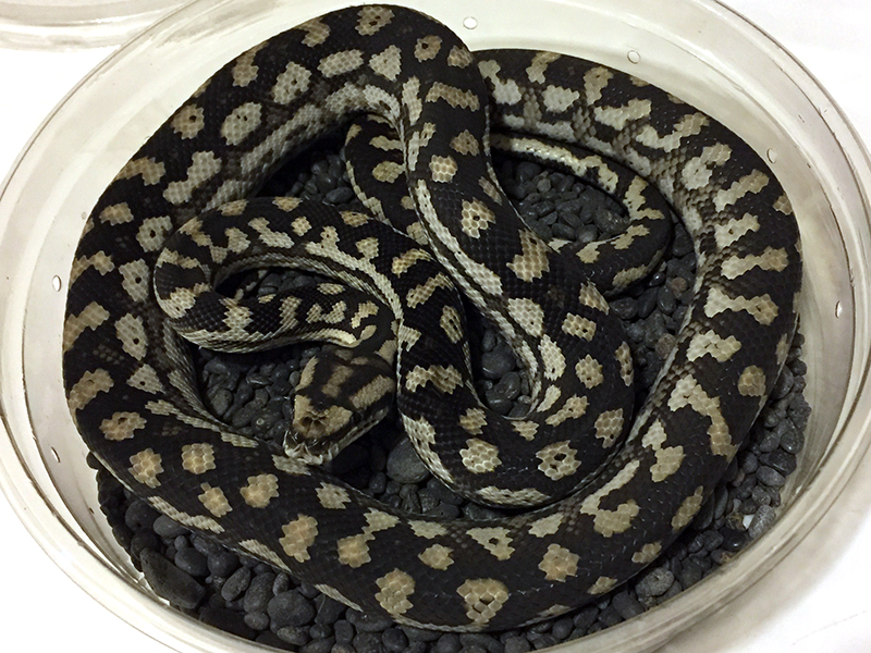 Inland carpet python