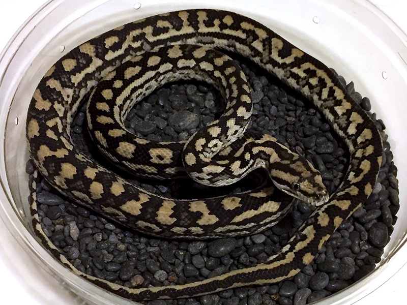 Inland carpet python