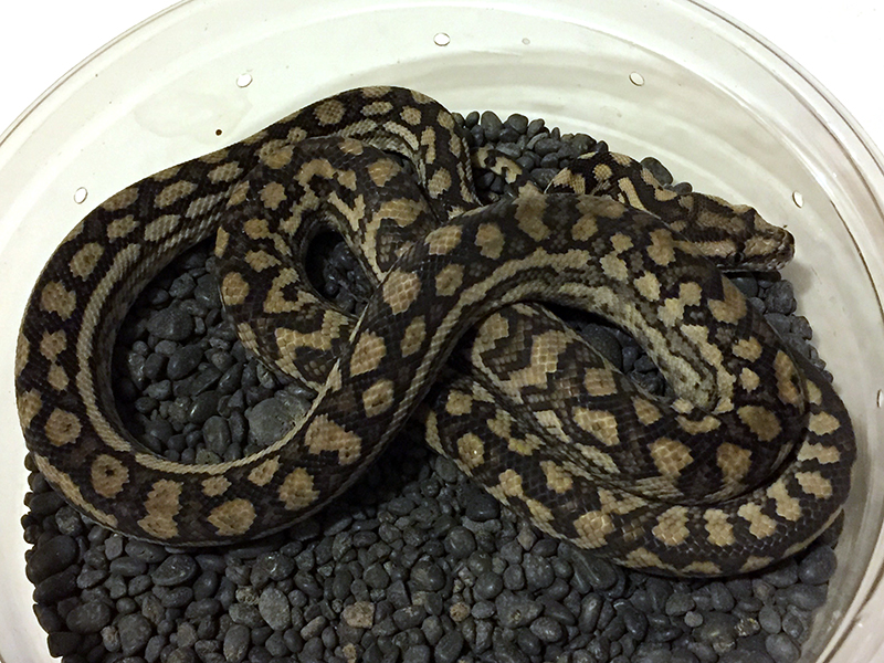 Inland carpet python