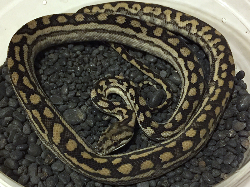 Inland carpet python