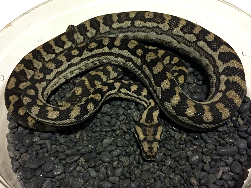 Inland carpet python