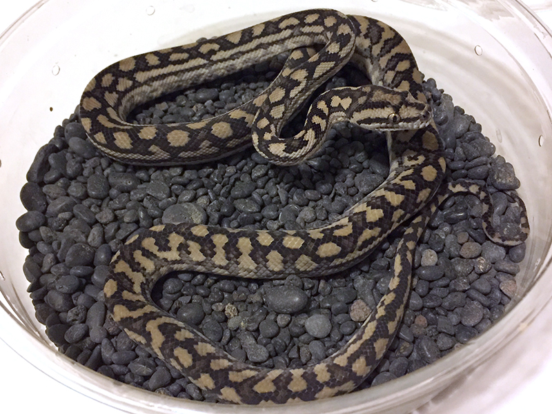 Inland carpet python