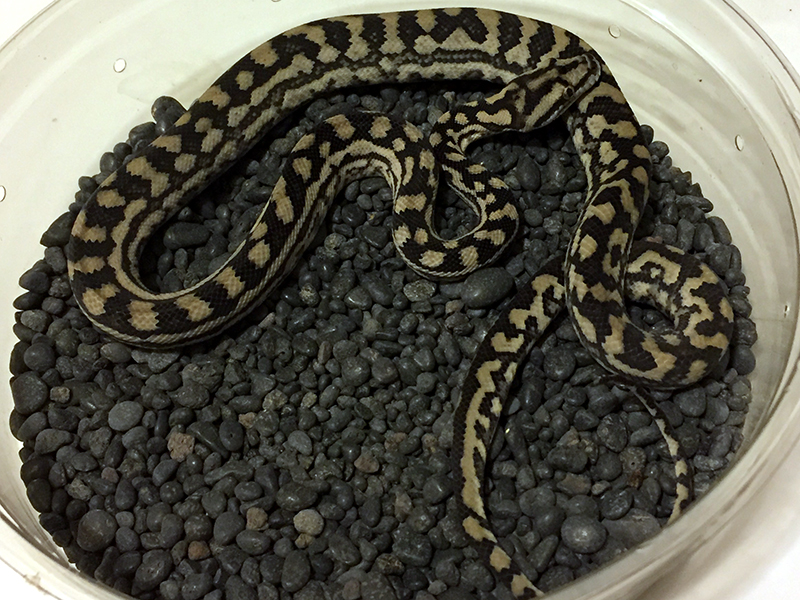 Inland carpet python