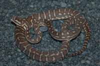 OXG08-1, hatchling centralian python