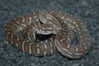 OXG08-1, hatchling centralian python