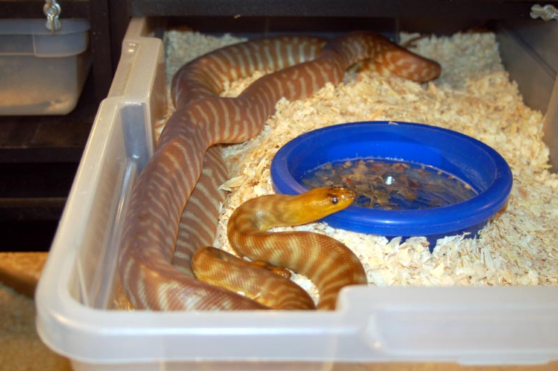 woma pair breeding