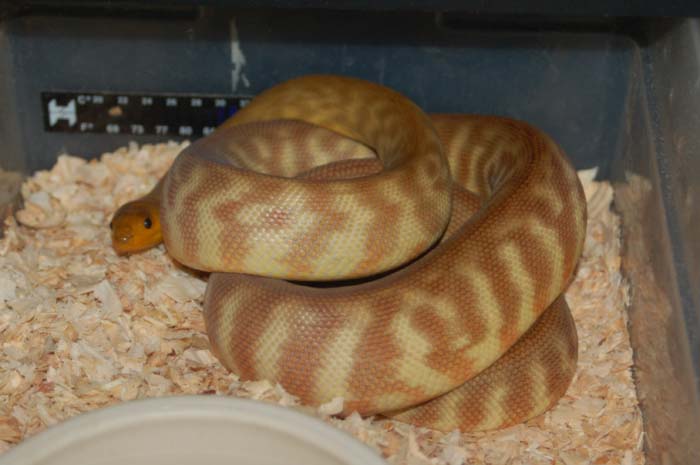 woma female